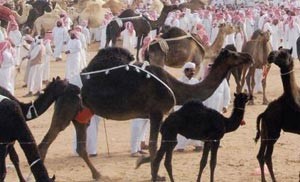 المرأة السعودية تشارك في مسابقة  «مزاين الابل» اذا امتلكت إبلاً تصل قيمتها لـ 50 مليون ريال 