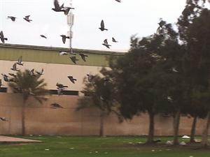 الطيور تاتي على بقايا الاطعمة وتسهم في نقل الاوبئة﻿