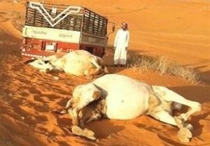 المزايين النافقة﻿