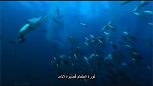بالفيديو.. جيش عظيم من الدلافين واسماك القرش تصطاد بلايين اسماك السردين