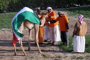 الهجن الكويتية تستعد لبدء السباق﻿