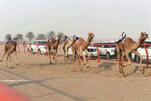 هجن الامارات لحظة عبورها خط النهاية
