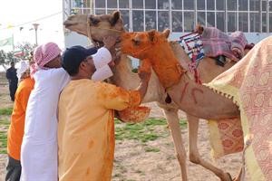 احتفاء بالهجن الفائزة عبر دهنها بالزعفران
