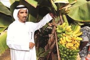 المزارع ناصر العازمي يشرح الية نجاح الموز في مزرعته﻿