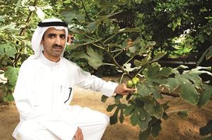 شجرة التين اثمرت بصورة ممتازة﻿