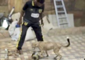 بالفيديو.. "آس الأسبانية" تبرز لقطات كابتن الاتحاد محمد نور أثناء لعبه الكرة مع الفهد