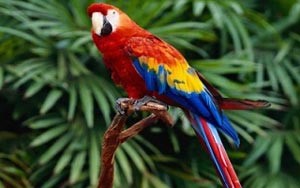 ببغاء يدير روبوتاً