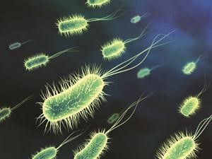 بكتيريا اي كولاي في المجاري البولية ليست من الامراض الجنسية﻿