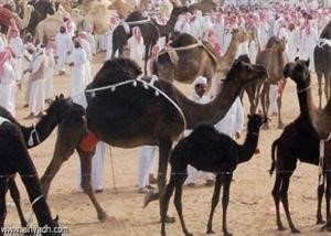 مزايين الابل﻿