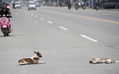 ديلي ميل تنشر صوراً وصفتها بالمؤلمة لكلب وفي يستميت لإيقاظ زوجته عقب مقتلها في حادث‏