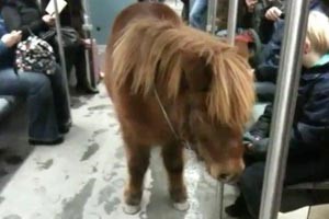 بالفيديو... مهر يتجول في مترو برلين وسط استغراب الركاب!