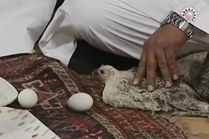 بالفيديو.. ردة فعل طريفة من الشيخ سليمان الجبيلان بعد هجوم دجاجة عليه مباشرة على الهواء