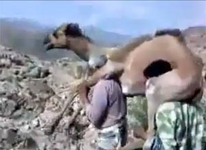 بالفيديو.. انقلبت الآية شابان يحملان جملاً ويمشيان به في طرق وعرة وسط الجبال