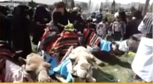 بالفيديو... حكايات غرائبية يرويها رحالة يمني جاب الصحاري مع جمله