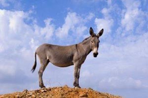 غرامة لعمدة ركب الحمار في حفل تنصيبه!