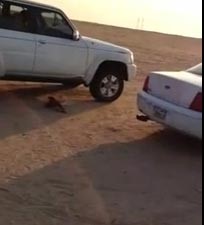 بالفيديو.. رحلة صيد كويتية تنتهي بموت صقر بطريقة غريبة   