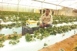 استخدام النحل الطنان في تلقيح الفراولة يسهم في زيادة انتاجها﻿