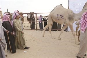 مربو الحلال يتابعون اخر الاستعدادات للسباق﻿