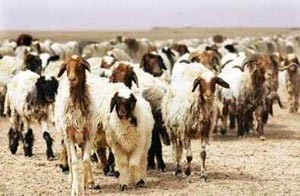 السعودية تمنع تصدير إناث الماشية
