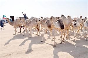 جانب من مسابقة مزاين الشقح﻿