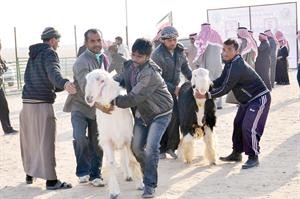 بدء مسابقات الاغنام﻿