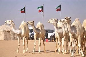 من الابل المشاركة في المهرجان
