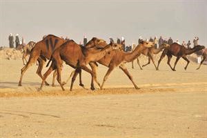 جانب من سباق الابل ومتابعة من الجمهور﻿