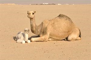 ناقة مع حوارها﻿