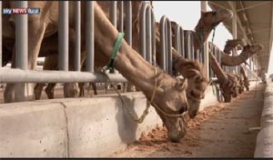 بالفيديو.. حليب الإبل يدخل الصناعات التجميلية