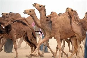 جانب من الابل الحمر داخل ميدان المسابقة
