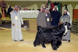 واحدة منالماعز العارضية المشاركة
