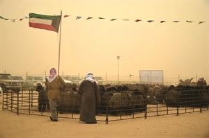 قطعان من الاغنام العربية مشاركة في المسابقات
