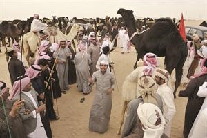 عدد من اصحاب الابل يتاهبون للسباق
