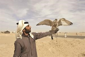 احد الصقارين يستعد للمسابقة