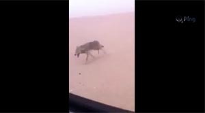 بالفيديو.. مطاردة مثيرة في بر الكويت لاصطياد «ذيب»