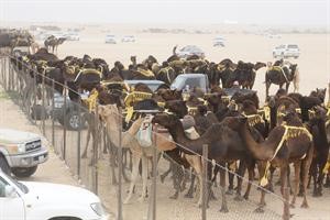 استعدادات قبيل انطلاق السباق﻿