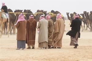 ملاك الابل يتابعون السباق﻿