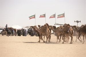 جانب من مسابقات الابل﻿
