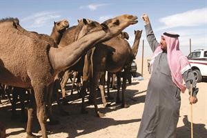 جانب من مسابقات الصفر 30﻿
