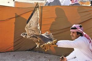 من مسابقات الصقور﻿