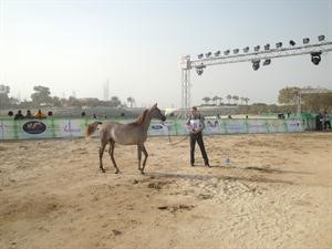 لقطة لاحدى المرابط الفائزة
