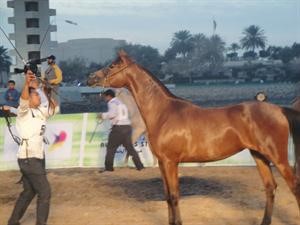 استعراض متميز شهدته البطولة للخيول المشاركة