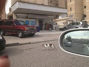البقالة قبل مداهمتها من قبل رجال الادارة العامة لمكافحة المخدرات﻿