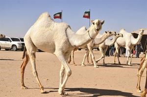  واستعدادات لاحد سباقات الابل﻿