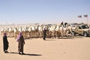 مسابقات الابل في المهرجان حظيت بمشاركة كبيرة من الكويت ودول التعاون﻿