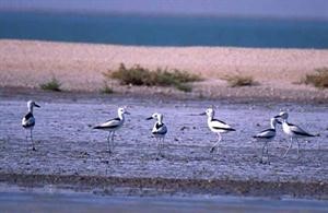 اعداد طائر الحنكور تقدر بـ 50 الف طائر فقط في العالم رصد منها اكثر من 5 الاف في جزيرة بوبيان﻿