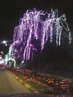 اضواء مبهرة﻿