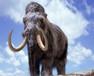 علماء روس يدرسون دماغ ماموث عاش قبل قرابة 39 ألف عام