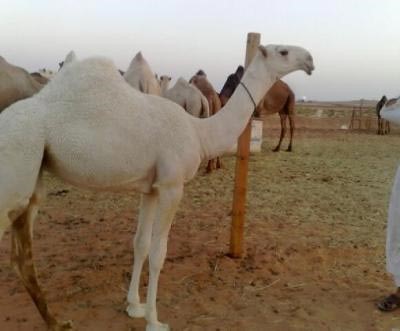 بالفيديو.. سعودي يربي قطيعا من الإبل قيمته 40 مليون دولار