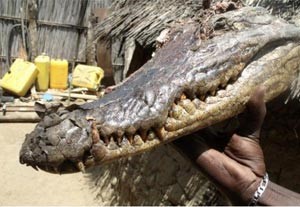 سودانيون يتحدون شراسة التماسيح ويستخدمون لحومها كمنشط جنسي